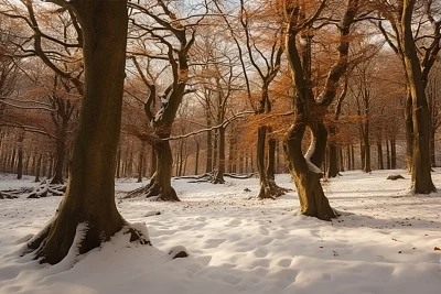 冬季雪景中的水青冈森林