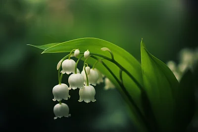 铃兰花背景虚化摄影