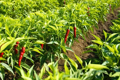 红辣椒种植园农业收获