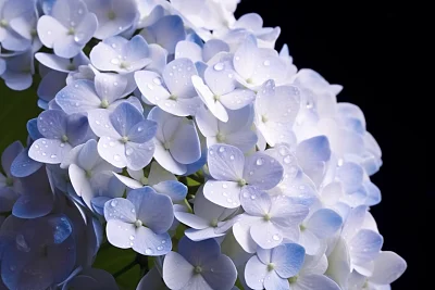 绣球花特写高清摄影