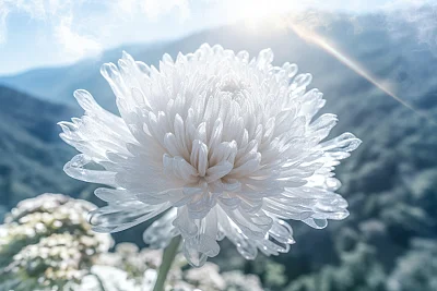 日式简约山顶菊花微距摄影